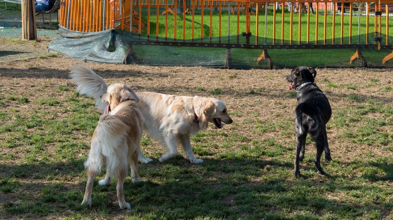 Why use a professional pet waste service