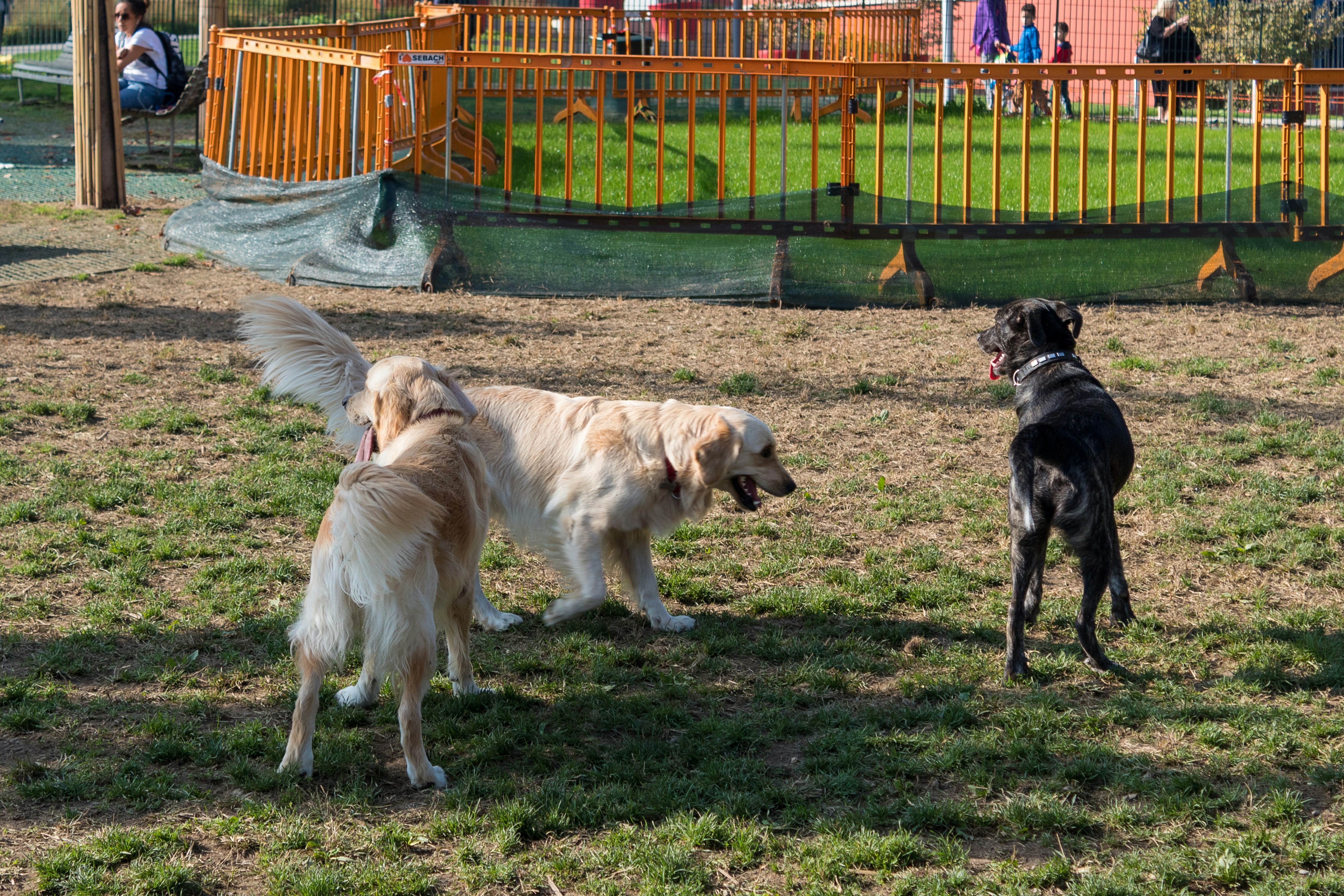 Why use a professional pet waste service